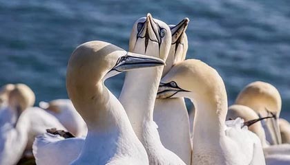 隔夜饭的重生，别扔！这份金黄焦香的魔法蛋炒饭，才是它的最佳归宿